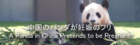 Panda-Banner