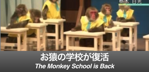 Monkey shool-Banner