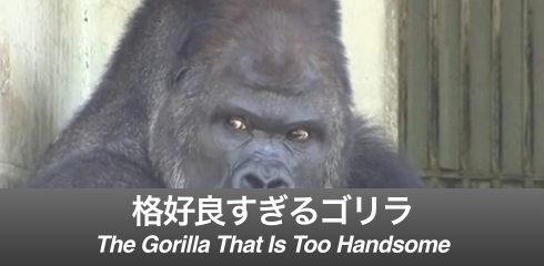 Gorilla-banner