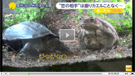Turtle-video