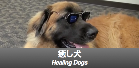 healing dog-banner