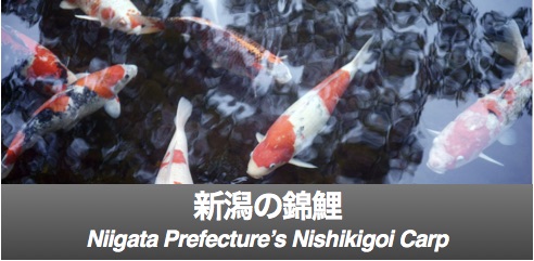 nishikigoi-banner