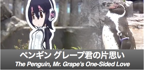 NISJ245 – The Penguin, Mr. Grape's One-Sided Love-Intermediate and Advanced  Japanese Listening | News in Slow Japanese / The Podcast